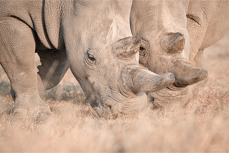 The Dire State of the Northern White Rhino