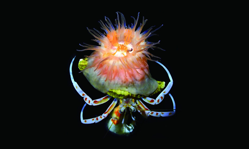 A Pretty Anemone Makes Space and Eats Waste