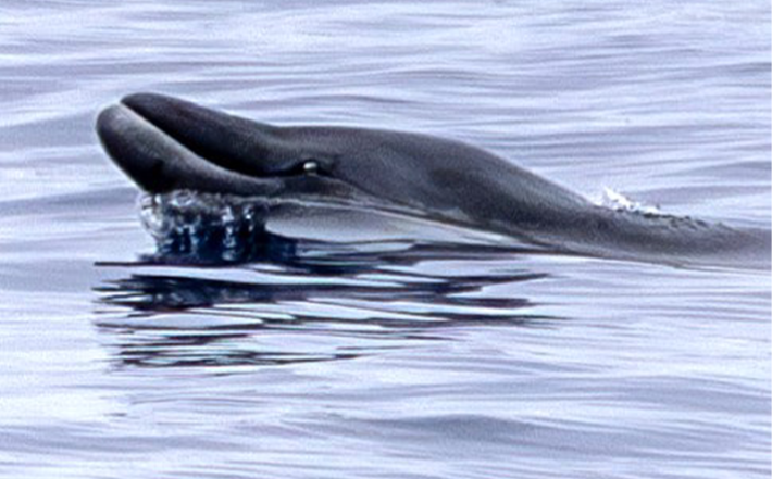 A beaked whale surfaces, it's dark beak and eye just visible as it glides through glassy gray waters.