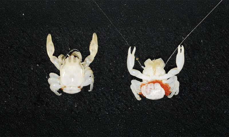 A photo of two examples of a newly discovered species of crab.