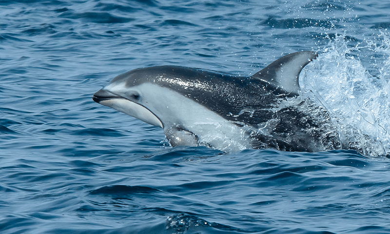 A photo of a Pacific white-sided dolphin swimming in the open water.