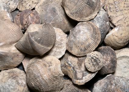 What Ocean Fossils in the Desert Reveal About Deep Time