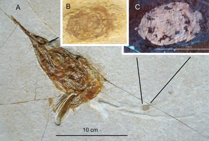A decapitated Aspidorhynchus fossil with the gut attached. Image from Ebert & Kölbl-Ebert, Fossil Record (2025).
