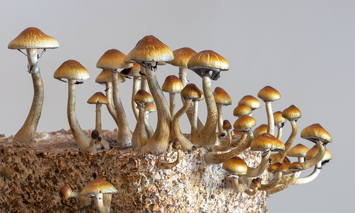 A photo of "magic" mushrooms.
