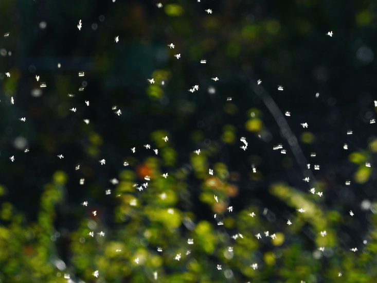 Teeming Insects How Swarming Insects Act Like Fluids - Nautilus