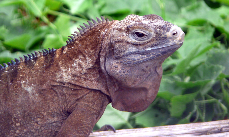 A photo of the endangered Jamaican iguana