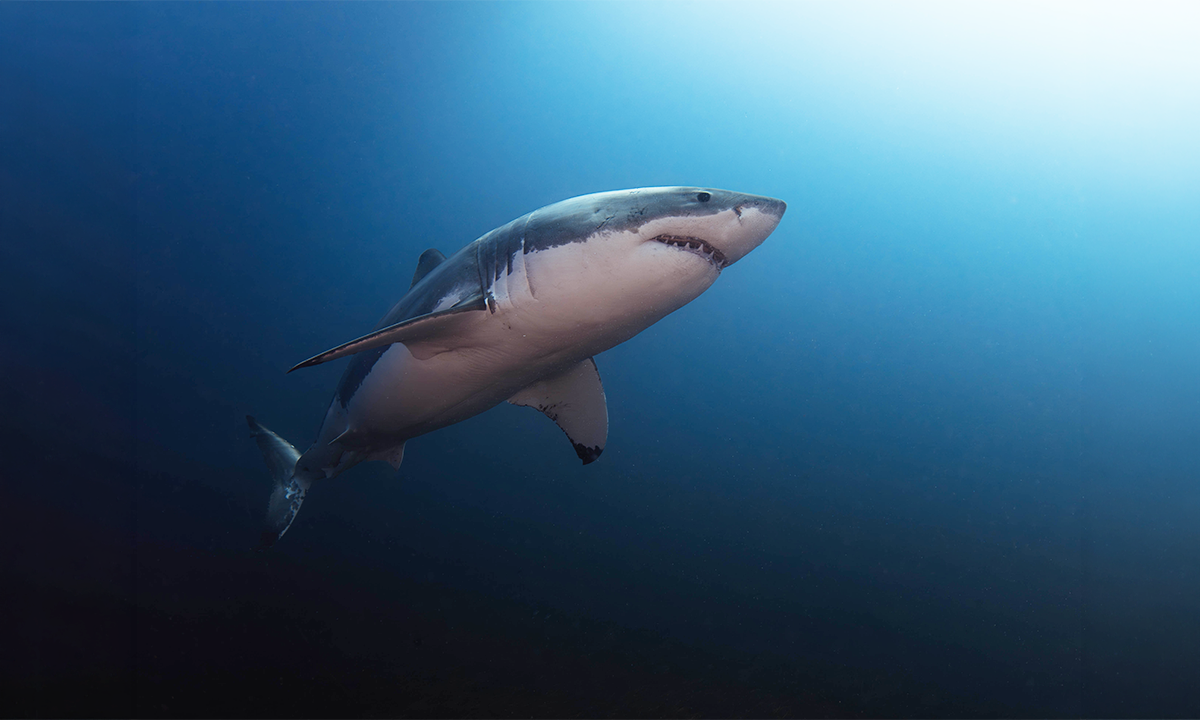 A Rare Great White “Ghost” Caught in the Mediterranean