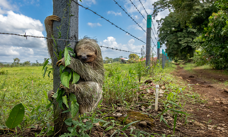 Where Will the Sloths Go?