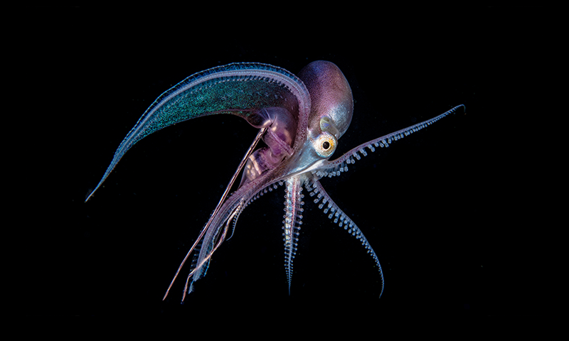 An octopus swims in the ocean.