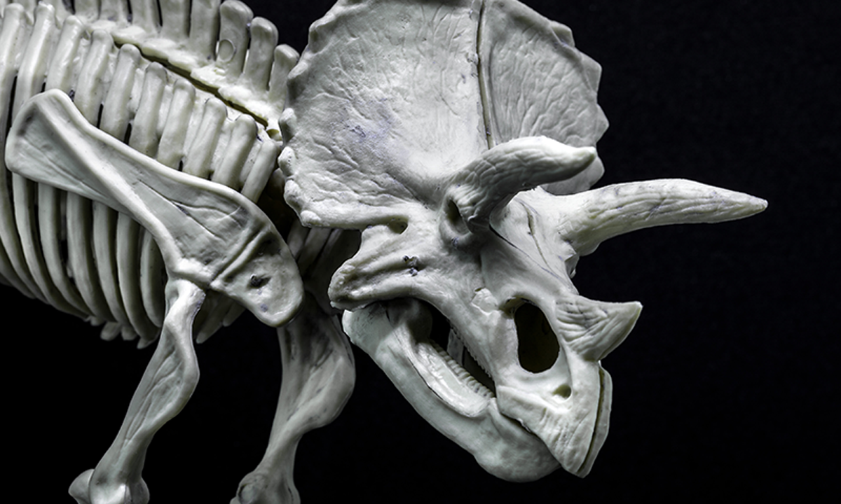 A photo of a triceratops skeleton's face, zooming in on its large nostril openings.