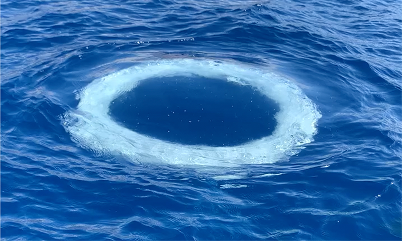 Humpback Whales Are Way Cooler Than You - Nautilus