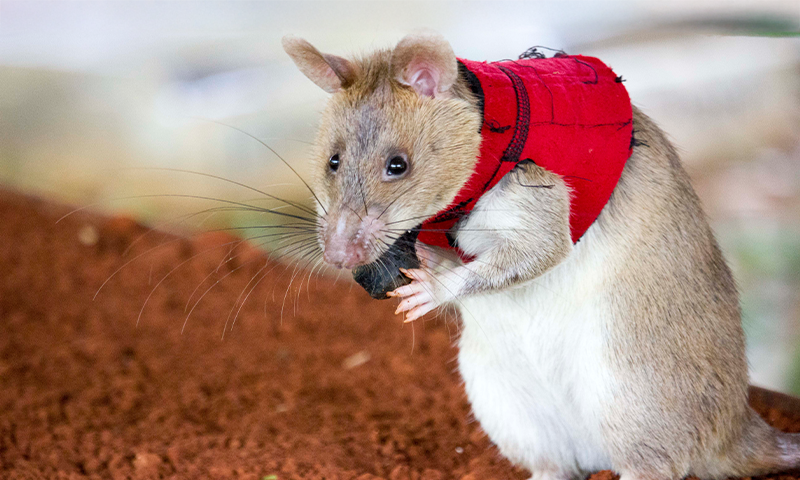 トップス RATS African Rats with Powerful Noses Sniff Out Wildlife Trade