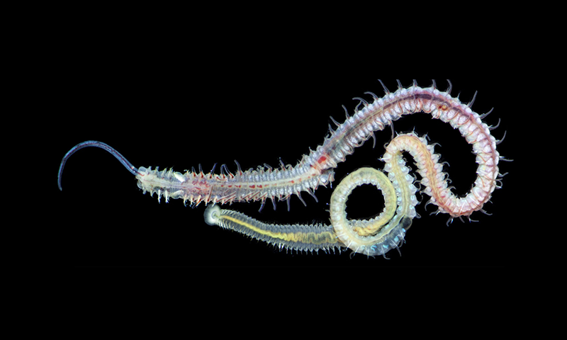 The Worm That Survived Multiple Apocalypses