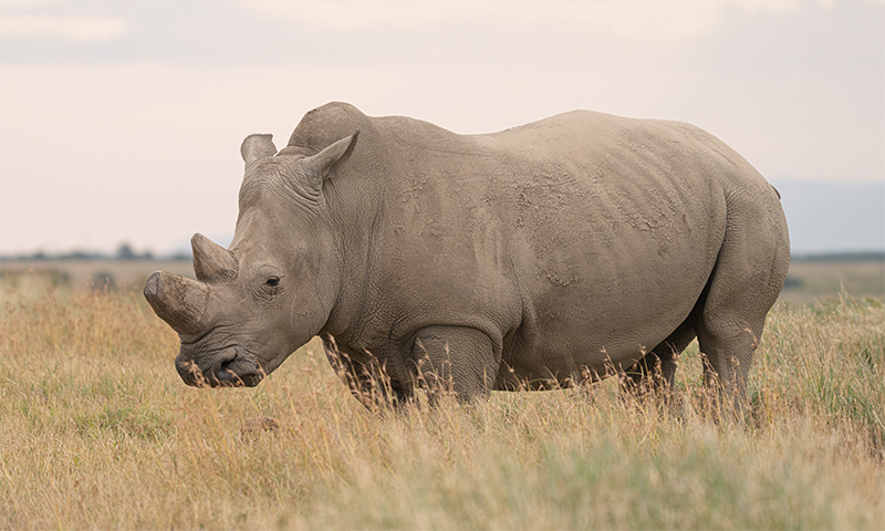 The Dire State of the Northern White Rhino